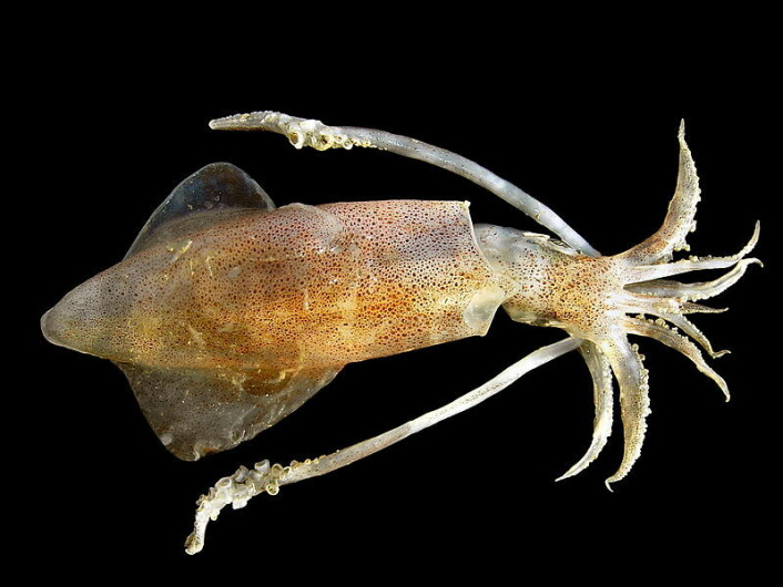 Loligo-blekkspruten kan man treffe på i fritert tilstand – men den svømmer også rundt i danske farvann. (Foto: Hans Hillewaert/Wikimedia Commons)