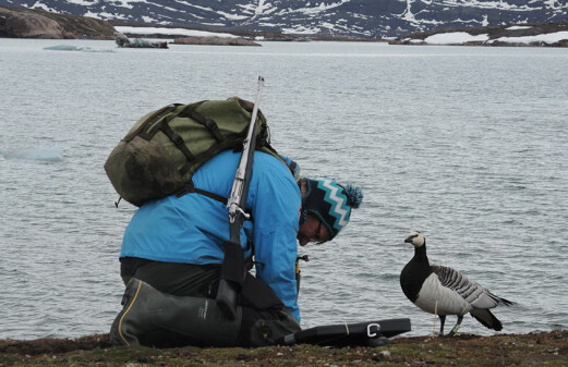 Conflicting consequences of climate change for Arctic geese