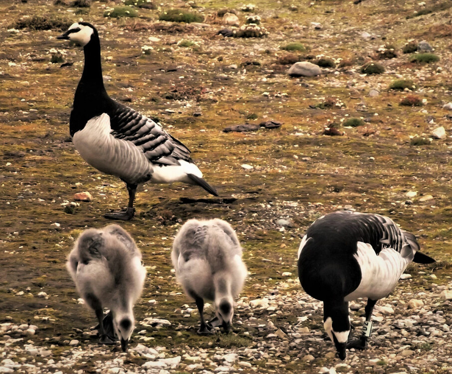 Goslings and geese feeding outside of Ny-Ålesund on Svalbard. The ID band that researchers use to identify individual geese is clearly visible on the goose to the right in the picture.(Photo: Kate Layton-Matthews/NTNU)