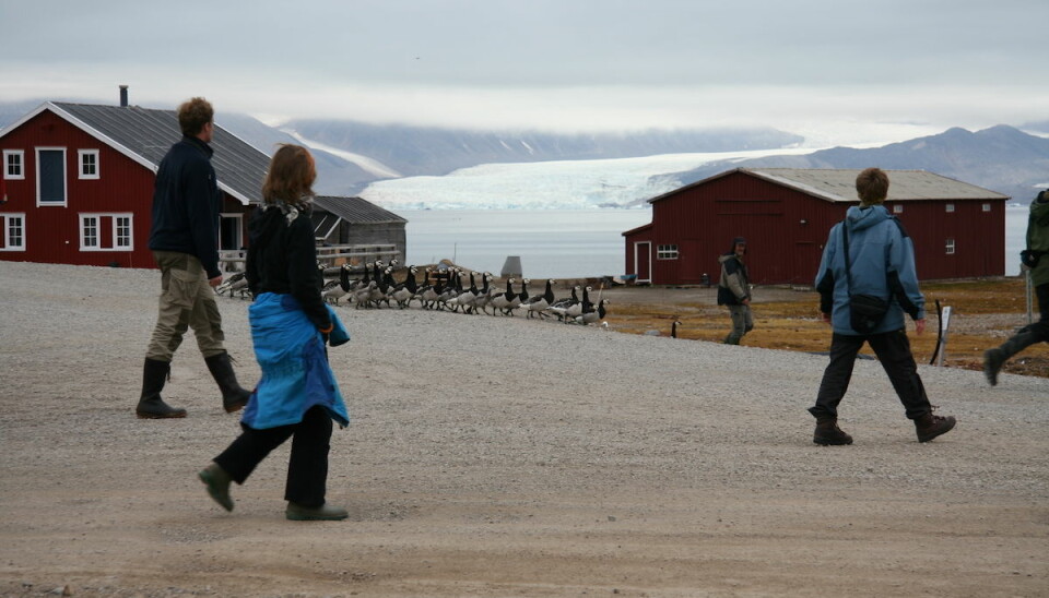 Researchers and geese in Ny-Ålesund. (Photo: Oddvar Midkandal)