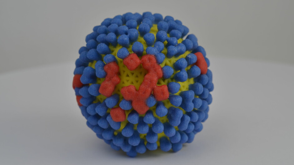 På utsiden av influensaviruset sitter det noen proteiner som heter hemagglutinin (blå). Hvis immunforsvaret vårt gjenkjenner disse, kan kroppen vår ta knekken på viruset før vi blir syke. Noen forskere jobber også med å utvikle vaksiner som får immunforsvaret til å kjenne igjen et annet protein på utsiden av influensaviruset som heter nevraminidase (rød). (Foto av 3D-printet influensavirus: NIH)