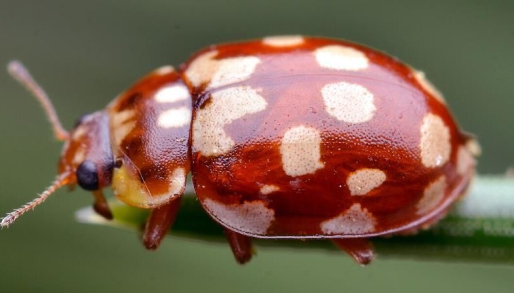 Attenprikket marihøne (Myrrha octodecimguttata). (Foto: Gilles san Martin) Attenprikket marihøne (Myrrha octodecimguttata). (Foto: Gilles san Martin)