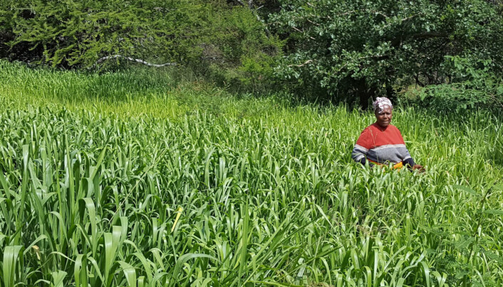 En anbefaling fra InnovAfrica-prosjektet er å styrke kvinnelige småbrukere på individnivå. Den kenyanske kvinnen på dette bildet, Ruth, opplever stor suksess med produksjon av bracharia gras. (Foto: Marte Lund Edvartsen) En anbefaling fra InnovAfrica-prosjektet er å styrke kvinnelige småbrukere på individnivå. Den kenyanske kvinnen på dette bildet, Ruth, opplever stor suksess med produksjon av bracharia gras. (Foto: Marte Lund Edvartsen)