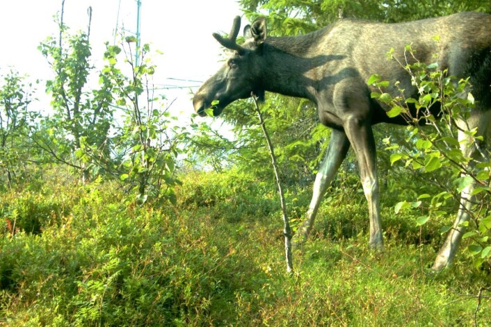 Elgen blir tiltrukket av de gode beitemuligheter langs kanten av hogstfeltet. (Foto: NINA) Elgen blir tiltrukket av de gode beitemuligheter langs kanten av hogstfeltet. (Foto: NINA)