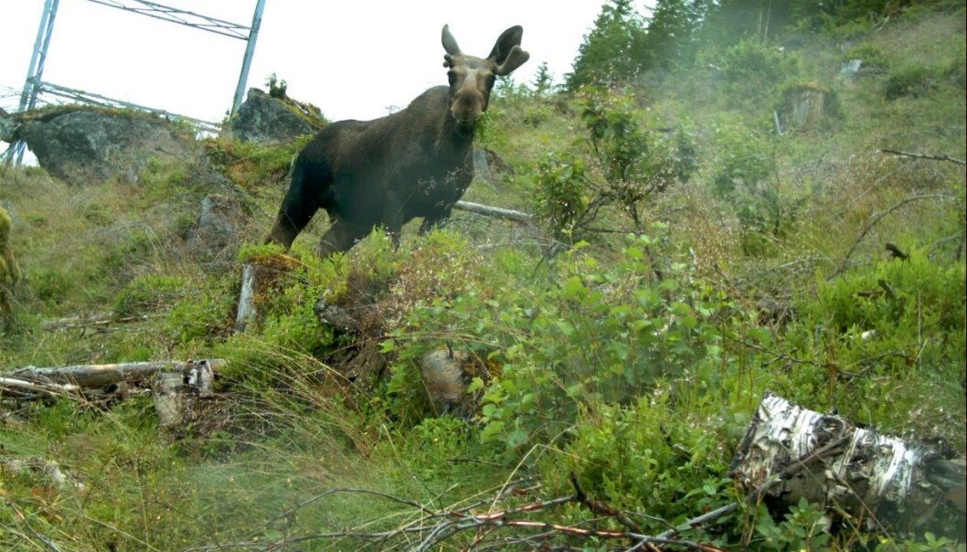 Forskere har undersøkt om områdene rundt kraftlinjene i Norge kan gjøre nytten som matfat for skogens konge. (Foto: NINA) Forskere har undersøkt om områdene rundt kraftlinjene i Norge kan gjøre nytten som matfat for skogens konge. (Foto: NINA)