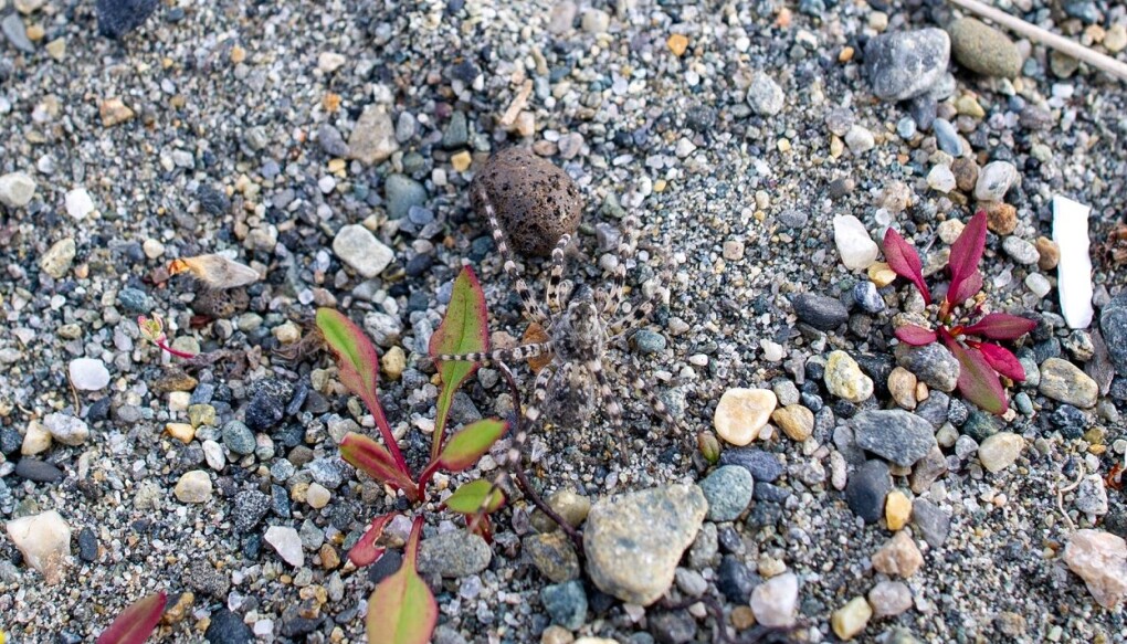 Stor elvebreddedderkopp er en mester i å kamuflere seg i sand og grus. Du må se godt etter for å oppdage den. (Foto: Arnstein Staverløkk / NINA) Stor elvebreddedderkopp er en mester i å kamuflere seg i sand og grus. Du må se godt etter for å oppdage den. (Foto: Arnstein Staverløkk / NINA)