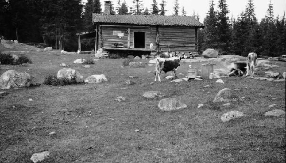 Om sommeren var det vanlig å sende kyrene til seters. Her er et bilde fra Fagerliseter i Nordmarken, 1928. (Anders Beer Wilse/ Oslo Museum).