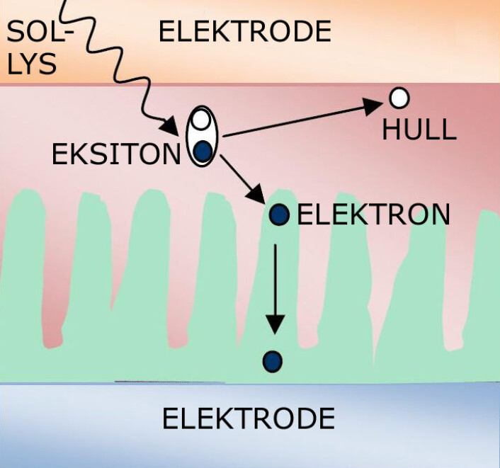 I en organisk solcelle lager sollyset et eksiton - en kombinasjon av et elektron og et hull, en positiv ladning i materialet. Elektronet må frigjøres fra eksitonet før det kan danne elektrisk strøm. (Foto: (Figur: S. Babar, bearbeidet av forskning.no, Wikimedia Commons.)) I en organisk solcelle lager sollyset et eksiton - en kombinasjon av et elektron og et hull, en positiv ladning i materialet. Elektronet må frigjøres fra eksitonet før det kan danne elektrisk strøm. (Foto: (Figur: S. Babar, bearbeidet av forskning.no, Wikimedia Commons.))