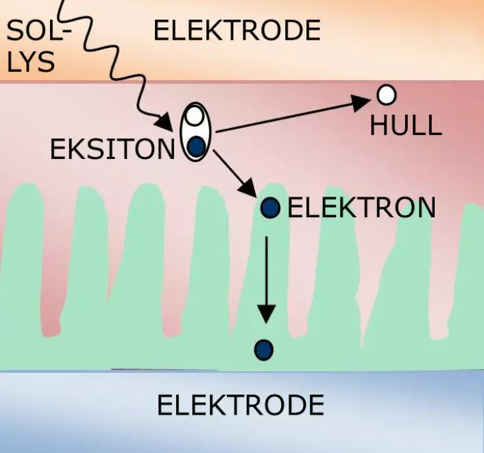 I en organisk solcelle lager sollyset et eksiton - en kombinasjon av et elektron og et hull, en positiv ladning i materialet. Elektronet må frigjøres fra eksitonet før det kan danne elektrisk strøm.  (Foto: (Figur: S. Babar, bearbeidet av forskning.no, Wikimedia Commons.))
