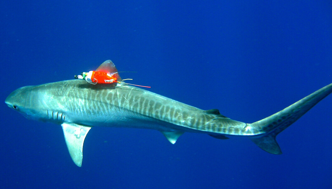 En av haiene fra forskningsprosjektet svømmer gjennom havet med en kombinert sensor og videoopptager. (Foto: Mark Royer/University of Hawaii) En av haiene fra forskningsprosjektet svømmer gjennom havet med en kombinert sensor og videoopptager. (Foto: Mark Royer/University of Hawaii)