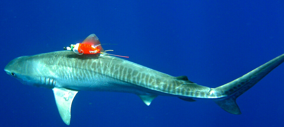 En av haiene fra forskningsprosjektet svømmer gjennom havet med en kombinert sensor og videoopptager.  (Foto: Mark Royer/University of Hawaii)