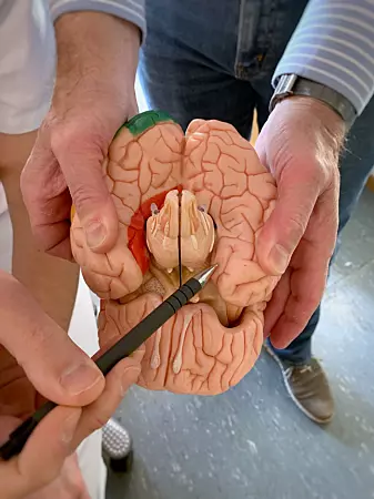 Her ligger hjerneområdet lateral entorhinal cortex - området som styrer med tidssansen og innholdet i minner. (Foto: Kavli Institute for Systems Neuroscience)