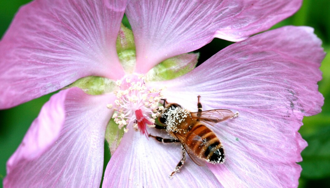 Honningbier stammer trolig fra Asia