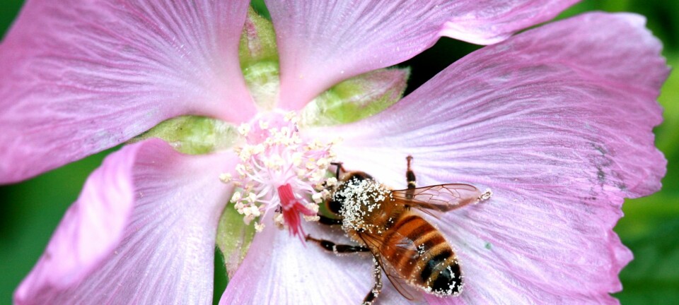 Honningbier er viktige for maten vår. (Foto: Matthew Webster)