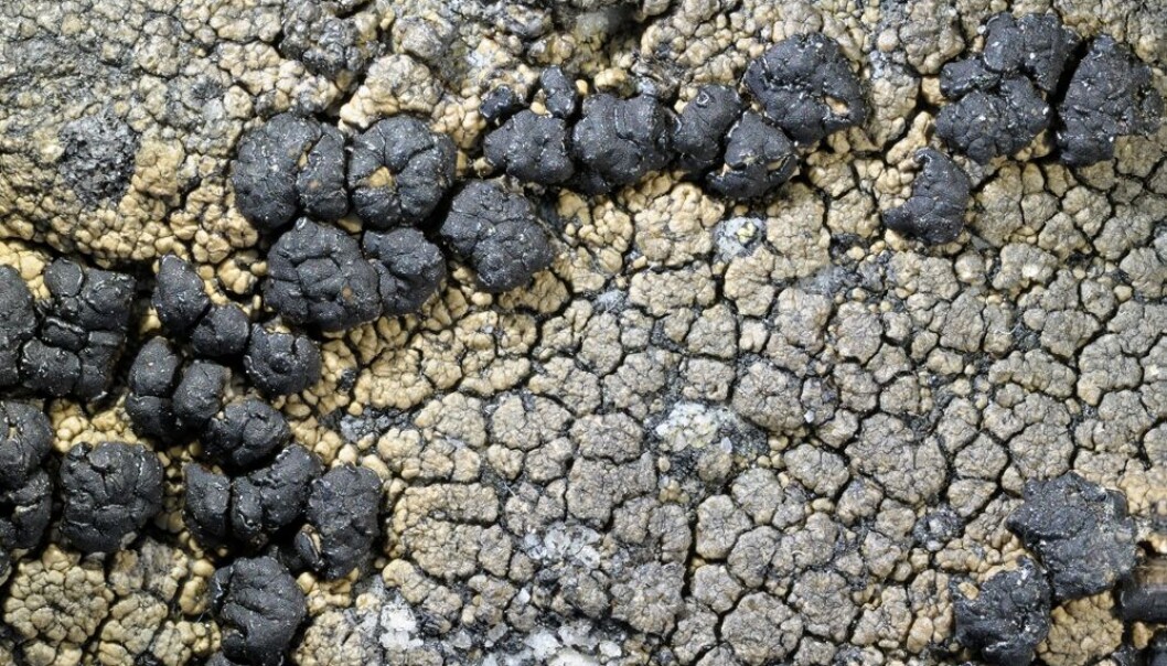 Altissima er ikke noen fargerik lav. Derfor er det nok få som har lagt merke til den på toppen av Galdhøpiggen. Fargen er grå, men kan gå litt over i gult. (Foto: Forskningsprosjektet) Altissima er ikke noen fargerik lav. Derfor er det nok få som har lagt merke til den på toppen av Galdhøpiggen. Fargen er grå, men kan gå litt over i gult. (Foto: Forskningsprosjektet)