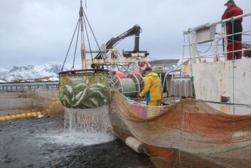 Forskere i samarbeid med fiskerinæringen tester ut levendelagring av torsk. Foto: Bjørn Tore Forberg Forskere i samarbeid med fiskerinæringen tester ut levendelagring av torsk. Foto: Bjørn Tore Forberg
