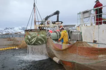 Forskere i samarbeid med fiskerinæringen tester ut levendelagring av torsk.  Foto: Bjørn Tore Forberg