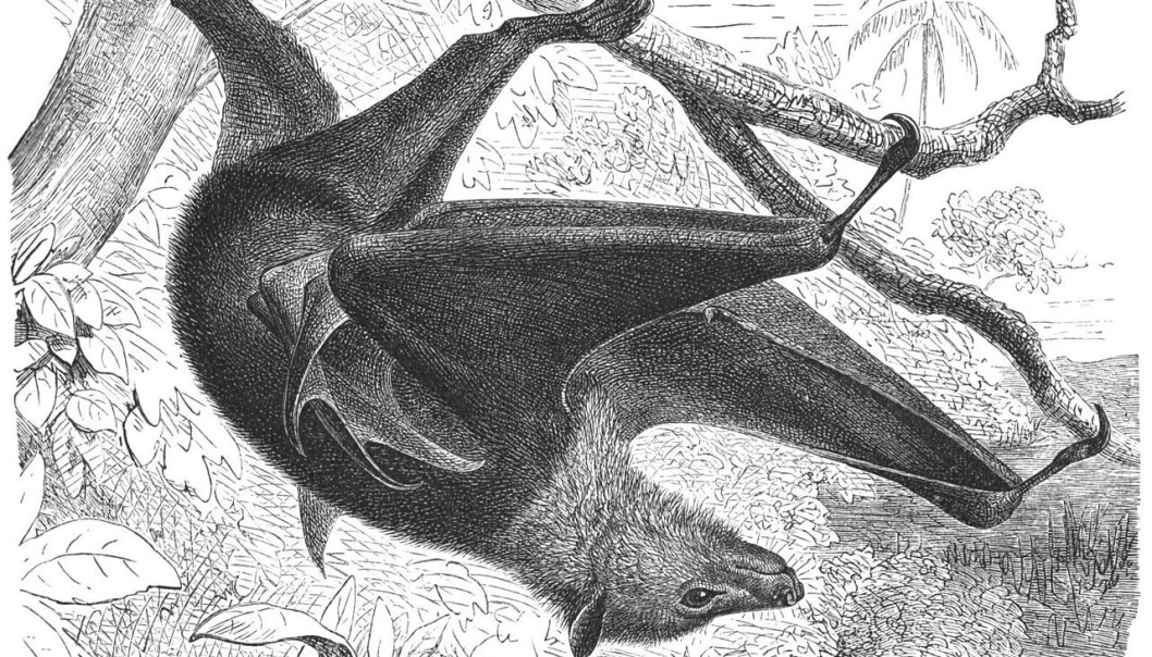 Flygehunder kan ha et vingespenn på 1,5 meter og lever av frukt. De er trolig et reservoar for Ebola-smitte, uten selv å bli syke. Tegning av Gustav Mützel i Brehms Tierleben , 1927/Wikimedia Commons Flygehunder kan ha et vingespenn på 1,5 meter og lever av frukt. De er trolig et reservoar for Ebola-smitte, uten selv å bli syke. Tegning av Gustav Mützel i Brehms Tierleben , 1927/Wikimedia Commons