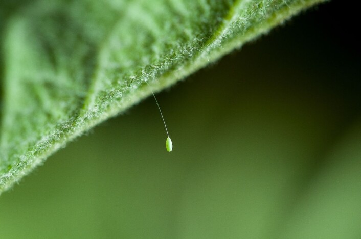 Gulløye legger egg i enden av en lang stilk på undersiden av et blad. (Foto: Erling Fløistad) Gulløye legger egg i enden av en lang stilk på undersiden av et blad. (Foto: Erling Fløistad)