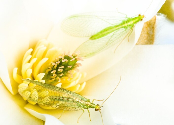 To gulløyer på én blomst. (Foto: Erling Fløistad) To gulløyer på én blomst. (Foto: Erling Fløistad)