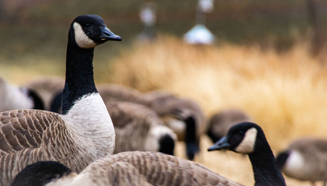 Gjess we can! I podkasten Naturligvis forteller NINA-forsker Ingunn Tombre blant annet om klimasmarte unge gjess og om utfordringene de skaper for norske bønder. (Illustrasjon: Danny Crane / Shutterstock / NTB scanpix) Gjess we can! I podkasten Naturligvis forteller NINA-forsker Ingunn Tombre blant annet om klimasmarte unge gjess og om utfordringene de skaper for norske bønder. (Illustrasjon: Danny Crane / Shutterstock / NTB scanpix)