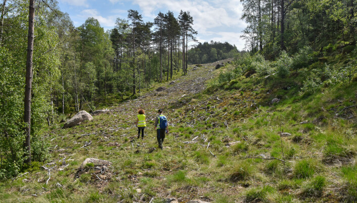 Her gikk det før en anleggsvei bort til et massedeponi. Utbyggeren tok godt vare på toppjord og vegetasjon og la det på igjen da anlegget var avsluttet. Når gror det godt med lokale arter. Foto: Dagmar Hagen / NINA. Her gikk det før en anleggsvei bort til et massedeponi. Utbyggeren tok godt vare på toppjord og vegetasjon og la det på igjen da anlegget var avsluttet. Når gror det godt med lokale arter. Foto: Dagmar Hagen / NINA.
