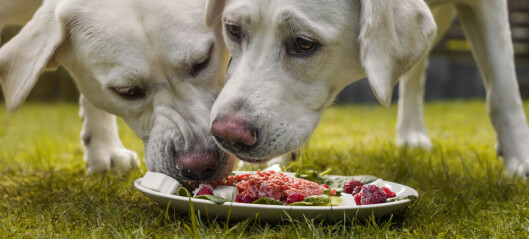 Er det bra å gi hunden restemat?