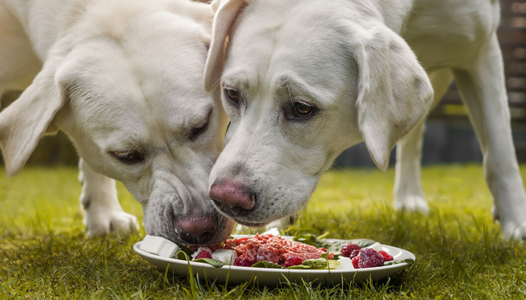 Kjøpefôr dekker hele næringsbehovet for hunden i hvert måltid. Men det går fint å utnytte rester til å gi hunden litt annet ved siden av. (Foto: manushot / Shutterstock / NTB scanpix) Kjøpefôr dekker hele næringsbehovet for hunden i hvert måltid. Men det går fint å utnytte rester til å gi hunden litt annet ved siden av. (Foto: manushot / Shutterstock / NTB scanpix)