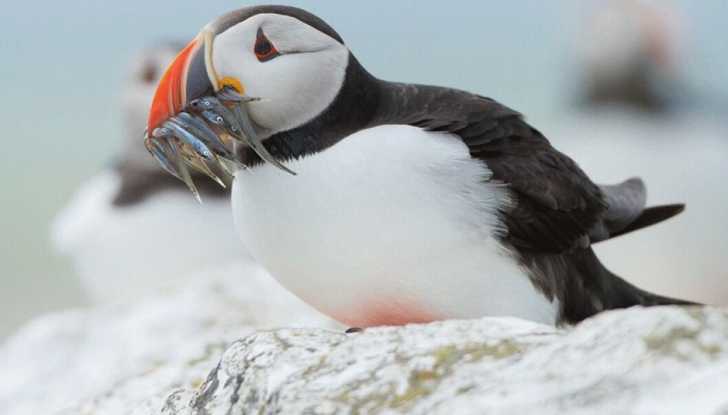 – Årsakssammenhengene er vanskelige å kartlegge. Noen vil si at temperaturendringer i havet er den viktigste årsaken til at sjøfugl forsvinner, andre at det bare er én av mange, sier biolog Dag O. Hessen. (Foto: Microstock) – Årsakssammenhengene er vanskelige å kartlegge. Noen vil si at temperaturendringer i havet er den viktigste årsaken til at sjøfugl forsvinner, andre at det bare er én av mange, sier biolog Dag O. Hessen. (Foto: Microstock)