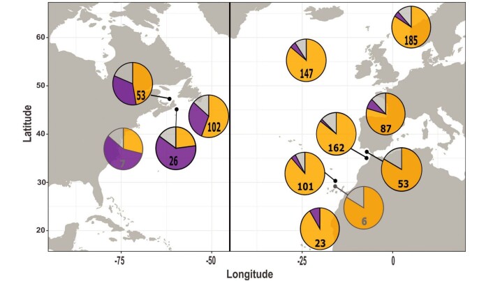 The yellow slice represents Mediterranean genes, purple means the Gulf of Mexico, while grey is for unknown origin. The number indicates how many fish were DNA tested. The yellow slice represents Mediterranean genes, purple means the Gulf of Mexico, while grey is for unknown origin. The number indicates how many fish were DNA tested.