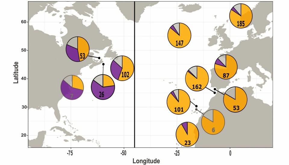 The yellow slice represents Mediterranean genes, purple means the Gulf of Mexico, while grey is for unknown origin. The number indicates how many fish were DNA tested.
