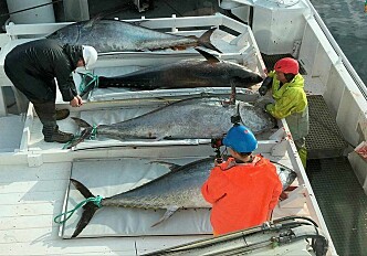 Scientists uncover the ''home'' of bluefin tuna in the North Atlantic