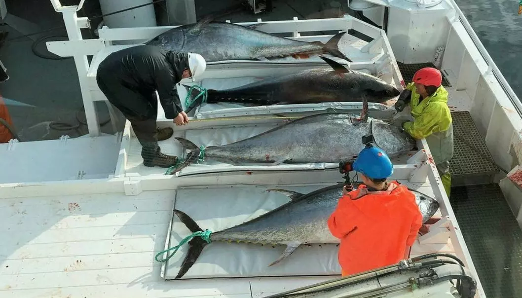 “Orfjord” took the first tuna catch of the year off Frøya in August. (Photo: Lars Kåre Kvila / “Orfjord”)