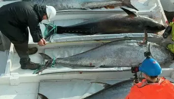 Scientists uncover the ''home'' of bluefin tuna in the North Atlantic