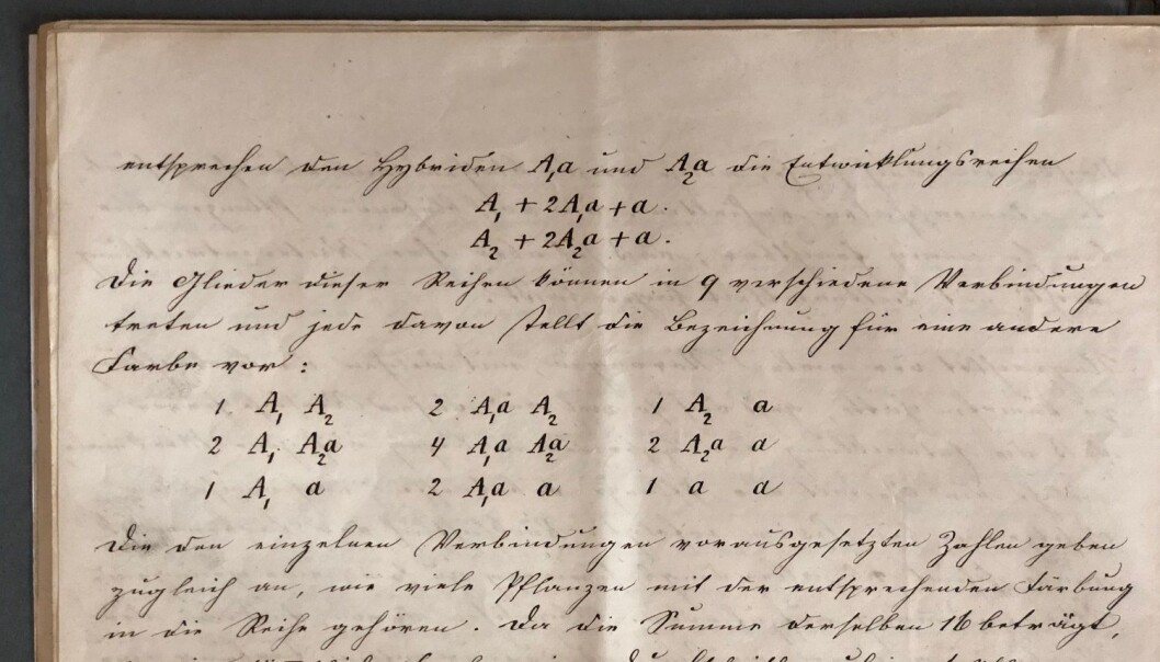 De fleste som har lært litt biologi på skolen, drar kjensel på den notasjonen Mendel brukte i manuskriptet for over 150 år siden: Store bokstaver markerer dominante gener, mens små bokstaver markerer recessive, eller vikende, gener. (Foto: Ellen Repiková, Společně.org). De fleste som har lært litt biologi på skolen, drar kjensel på den notasjonen Mendel brukte i manuskriptet for over 150 år siden: Store bokstaver markerer dominante gener, mens små bokstaver markerer recessive, eller vikende, gener. (Foto: Ellen Repiková, Společně.org).