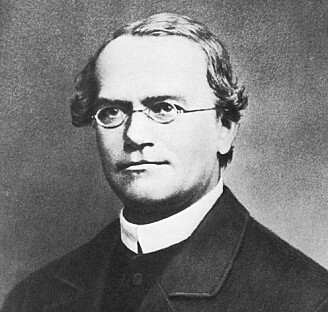 Gregor Mendel (1822-1884) grunnla den moderne genetikken. (Ukjent fotograf / Wikimedia Commons). Gregor Mendel (1822-1884) grunnla den moderne genetikken. (Ukjent fotograf / Wikimedia Commons).