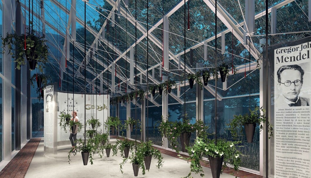 Mendels opprinnelige drivhus ble ødelagt i en storm. Nå planlegger Mendel-museet å reise et moderne drivhus på den samme tomten, til minne om Mendel. (Tegning avv Kristof Architects & Urban Designers, Tsjekkia). Mendels opprinnelige drivhus ble ødelagt i en storm. Nå planlegger Mendel-museet å reise et moderne drivhus på den samme tomten, til minne om Mendel. (Tegning avv Kristof Architects & Urban Designers, Tsjekkia).