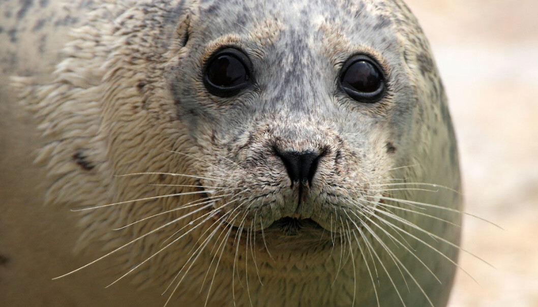 Kom tuberkulose til det amerikanske kontinentet med denne karen? (Foto: Fotowerner, Microstock) Kom tuberkulose til det amerikanske kontinentet med denne karen? (Foto: Fotowerner, Microstock)