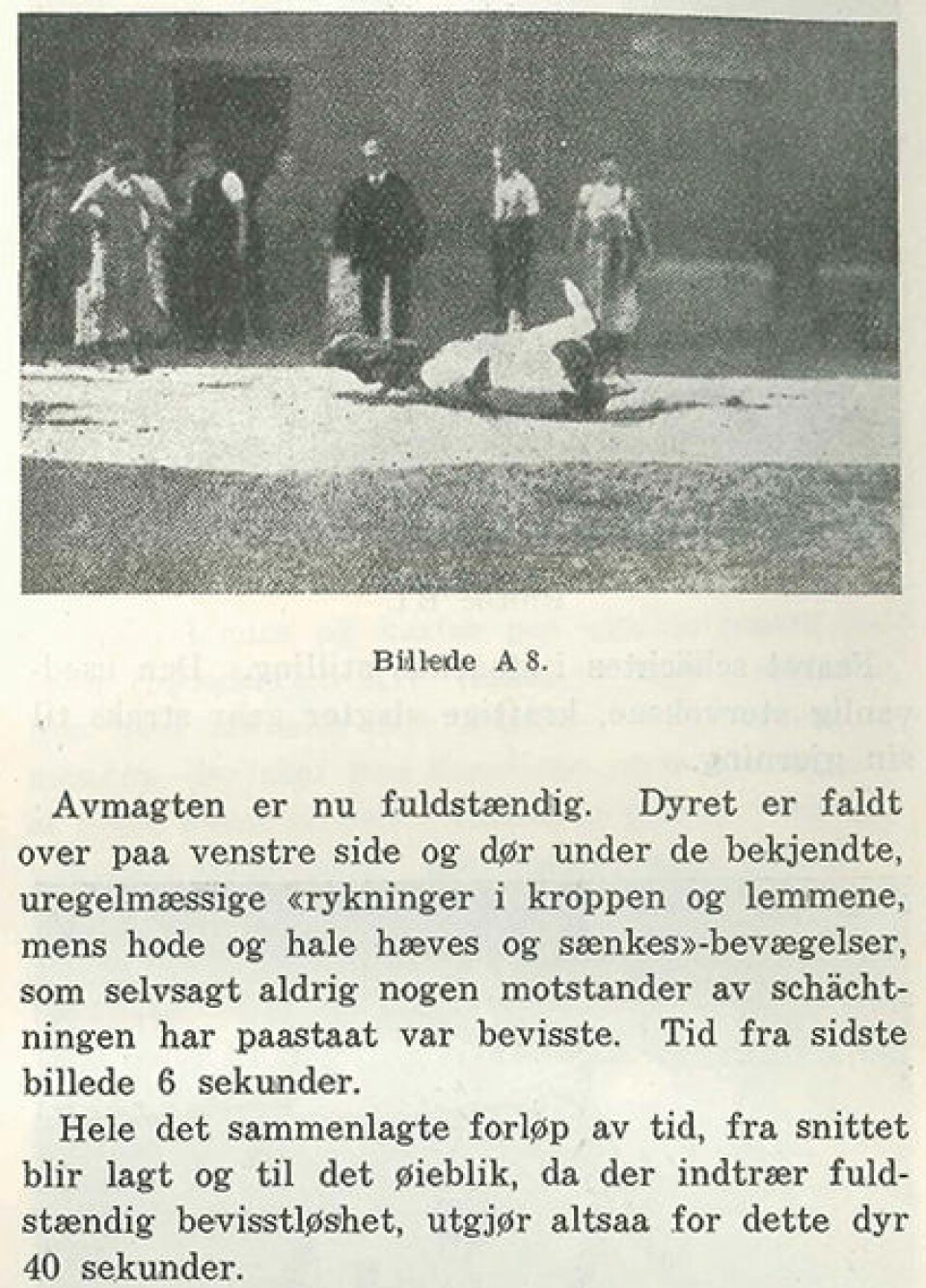 (Bilde: Dyrenes Ven nr. 2, s. 10-11 , 1928)