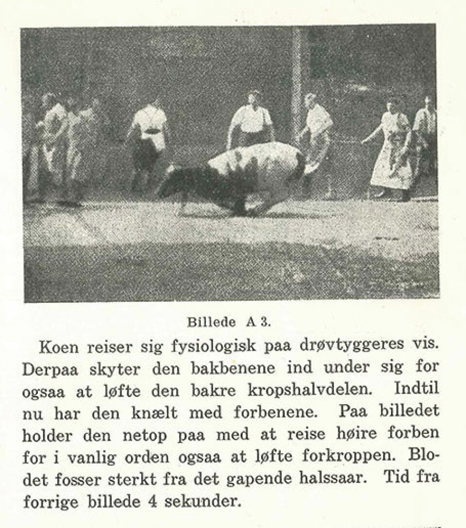 (Bilde: Dyrenes Ven nr. 2, s. 10-11 , 1928)