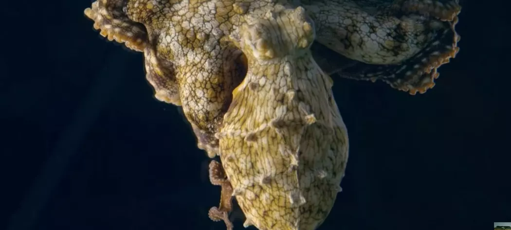 Drømmer virkelig denne blekkspruten?