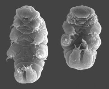 Bjørnedyr (Tardigrades) er et leddyr som har overlevd 10 døgn i verdensrommet, utsatt for stråling og lufttomt rom, på en russisk romkapsel. (Foto: Willow Gabriel og Bob Goldstein, Wikimedia Commons) Bjørnedyr (Tardigrades) er et leddyr som har overlevd 10 døgn i verdensrommet, utsatt for stråling og lufttomt rom, på en russisk romkapsel. (Foto: Willow Gabriel og Bob Goldstein, Wikimedia Commons)