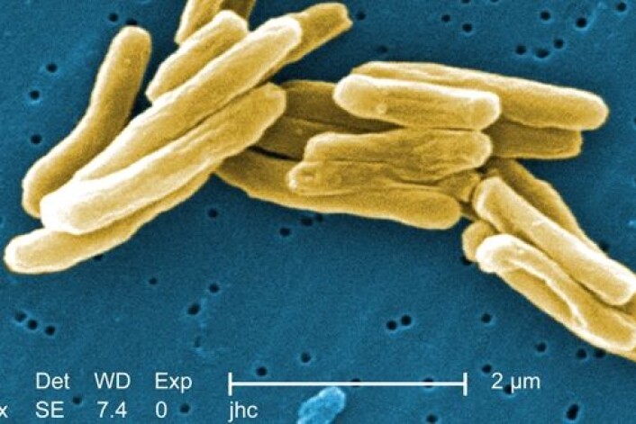 Mycobacterium tuberculosis. (Foto: Janice Haney Carr) Mycobacterium tuberculosis. (Foto: Janice Haney Carr)