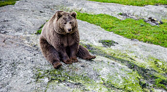 Flere binner og bjørnunger enn på ti år