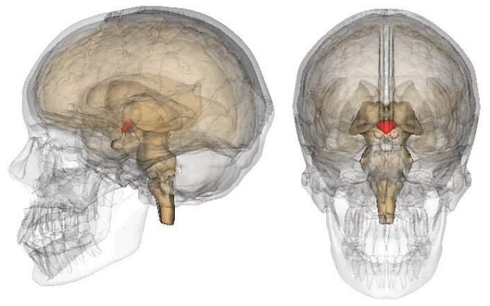 Hypothalamus er merket med rødt. (Foto: (Figur: BodyParts3D, © The Database Center for Life Science, Wikimedia Commons)) Hypothalamus er merket med rødt. (Foto: (Figur: BodyParts3D, © The Database Center for Life Science, Wikimedia Commons))