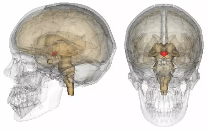 Hypothalamus er merket med rødt.  (Foto: (Figur: BodyParts3D, © The Database Center for Life Science, Wikimedia Commons))