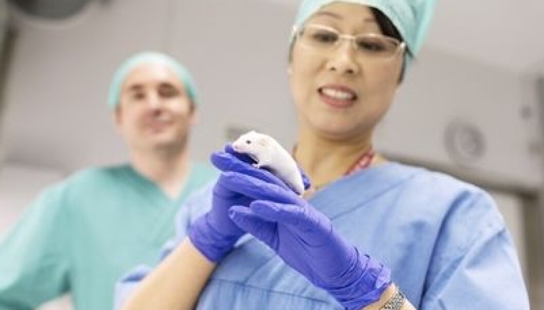 Forskerne har brukt mus for å teste ut botox som behandlingsmiddel. Her er Chun-Mei Zhao ved NTNU. (Foto: Geir Mogen/NTNU) Forskerne har brukt mus for å teste ut botox som behandlingsmiddel. Her er Chun-Mei Zhao ved NTNU. (Foto: Geir Mogen/NTNU)