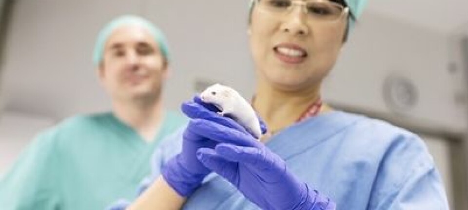 Forskerne har brukt mus for å teste ut botox som behandlingsmiddel. Her er Chun-Mei Zhao ved NTNU. (Foto: Geir Mogen/NTNU)