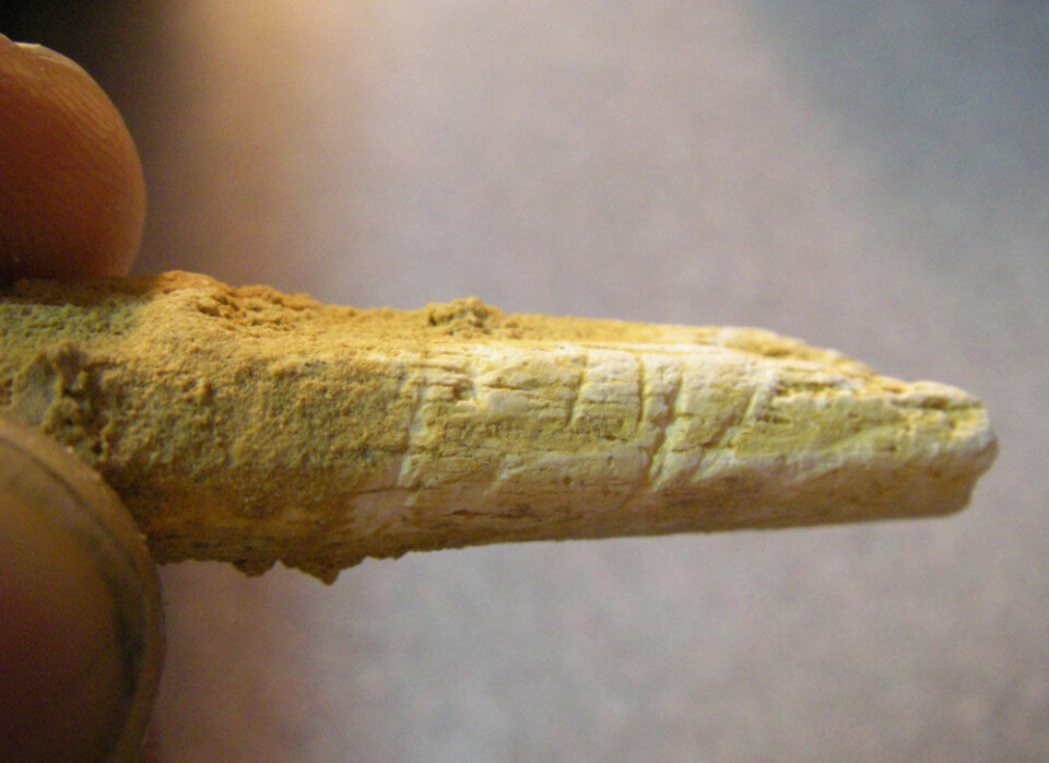 Knivmerker på neandertalerbein fra El sidron. (Foto: Thomas Higham)