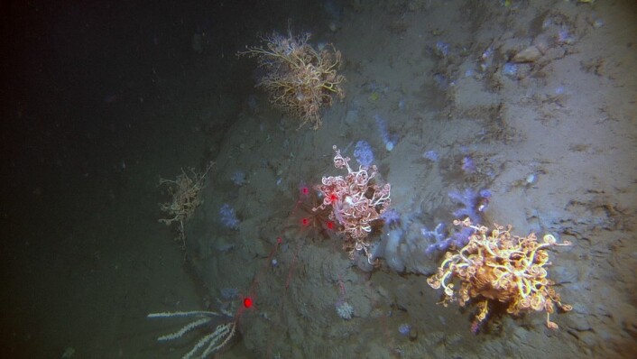 Dypere ned i skråningen på rundt 700 m dyp er vannet kaldt med helt andre arter enn lenger opp i skråningen. Her ser vi medusahode, glassvamper og småvokste bløtkoraller. (Foto: MAREANO/Havforskningsinstituttet)